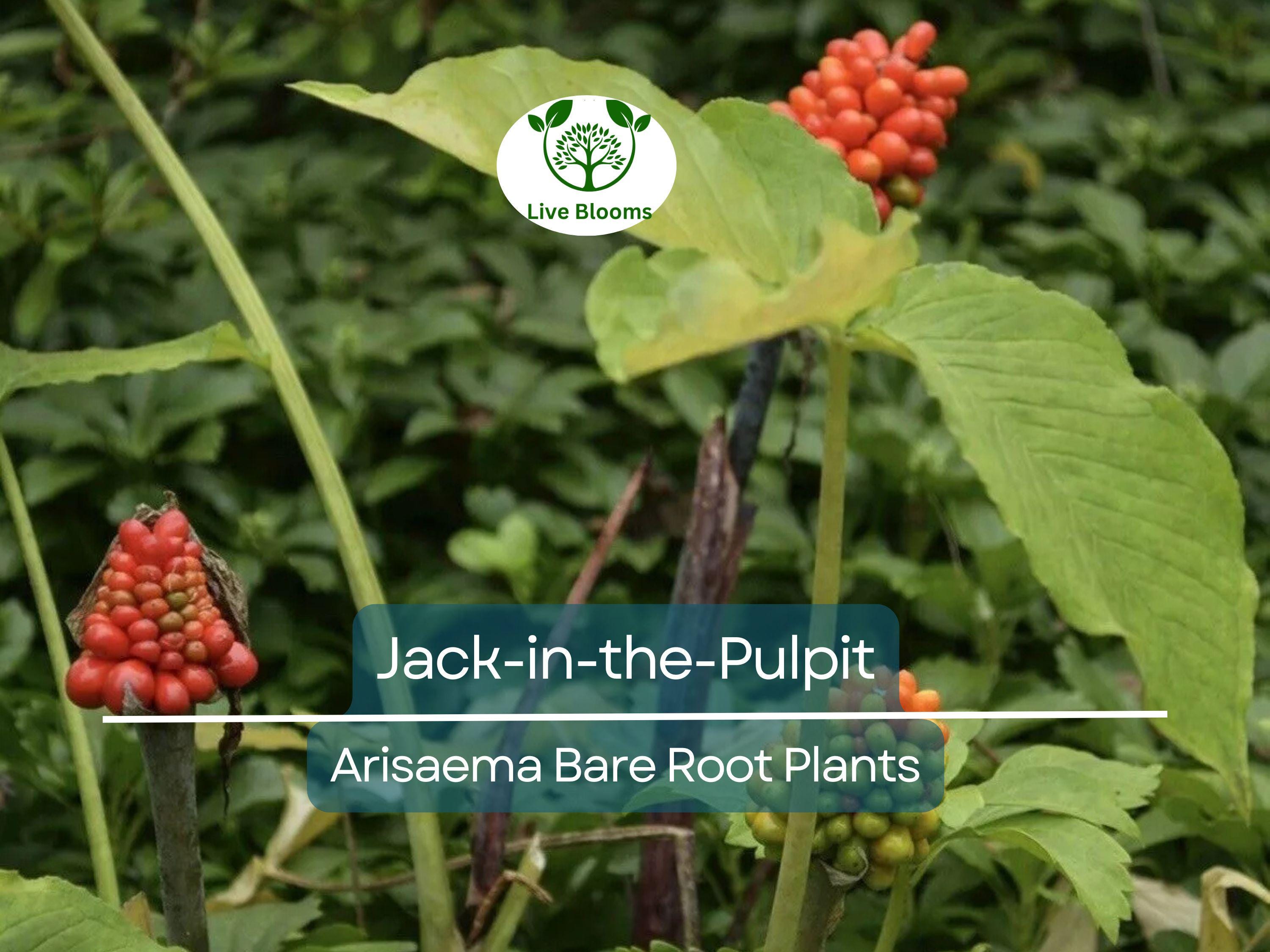 10 Jack-in-the-Pulpit Bulbs – Bare Root Arisaema triphyllum – Native Wildflower Indian Turnip – Shade Garden Perennial