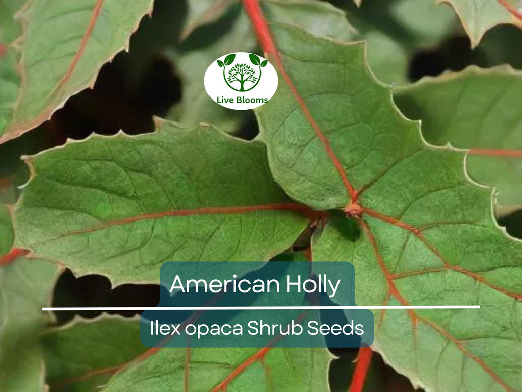 30 American Holly Bush Seeds (Ilex opaca), Hardy Shrub, Evergreen Tree, Perfect for Hedges, Privacy Screens, & Landscaping, Winter Interest