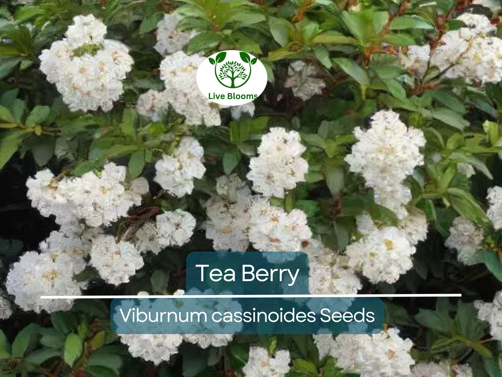 40 Tea Berry Shrub Seeds - Viburnum cassinoides, Witherod, Edible Fruits, Perennial, Native Plant, Aromatic Tea Leaves