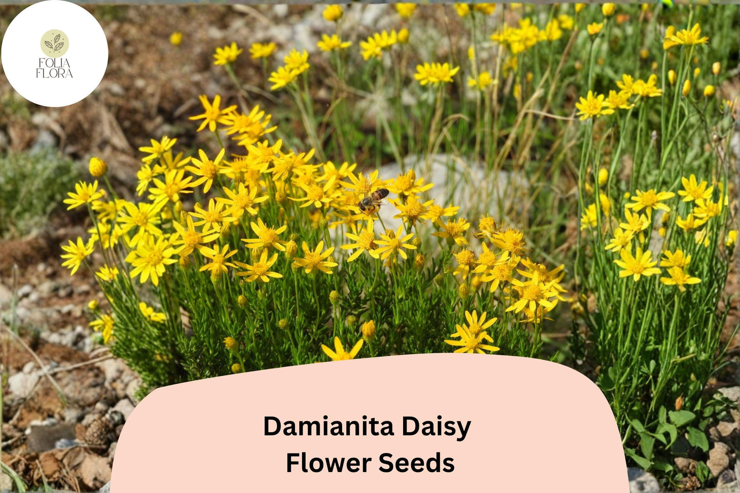 200+ Damianita Daisy Seeds | Chrysactinia mexicana | Golden-Yellow Blooms | Drought-Tolerant Perennial Flower