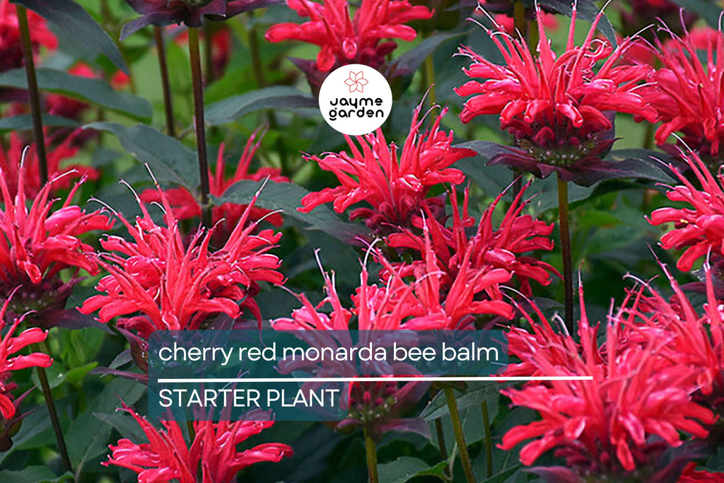 3 Live Cherry Red Monarda Bee Balm Plants | Vibrant Perennial Flowers | Butterfly & Pollinator Favorite | Sun-Loving Bergamot Starter