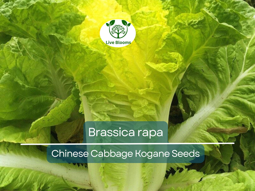 150 Seeds Chinese Cabbage Kogane - Brassica rapa | Heirloom Asian Cabbage for Planting, Gardening & Crisp Fresh Harvests