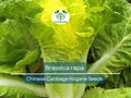 150 Seeds Chinese Cabbage Kogane - Brassica rapa | Heirloom Asian Cabbage for Planting, Gardening & Crisp Fresh Harvests