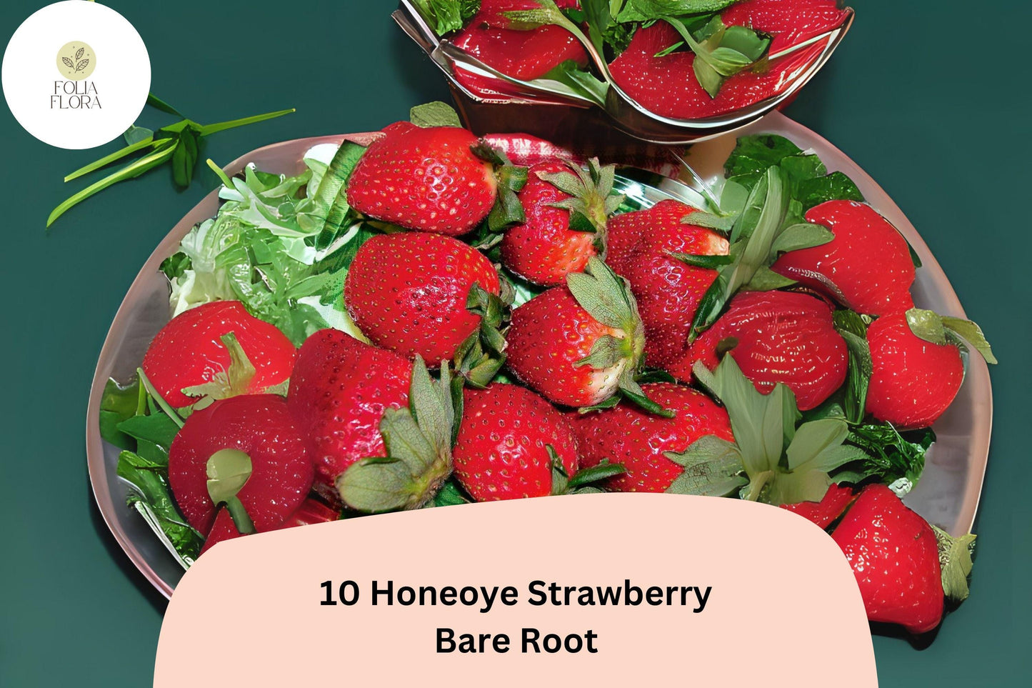 10 Honeoye Strawberry Plants | Live Bare Root | June Bearing Fragaria × ananassa Fruit