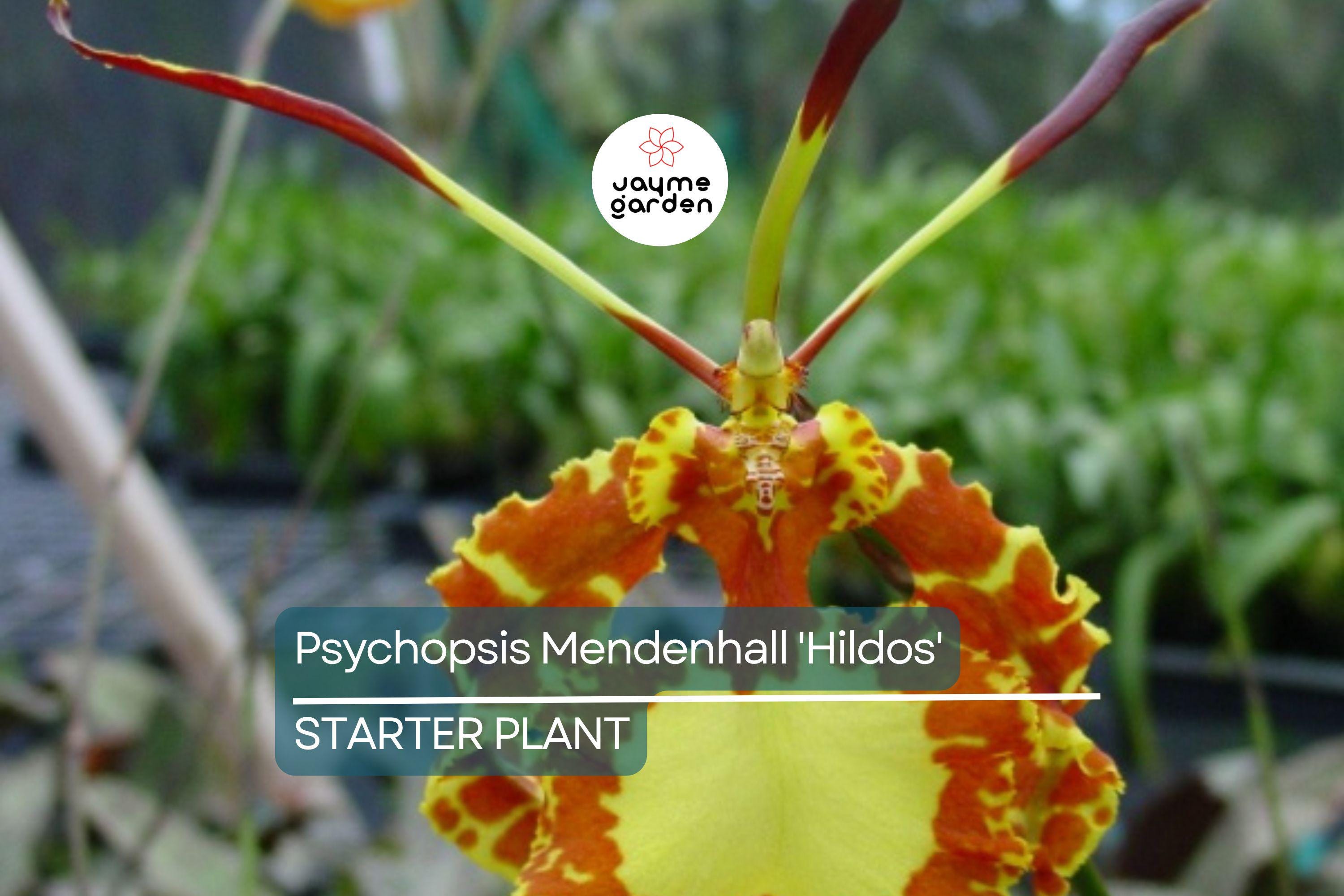 Psychopsis Mendenhall 'Hildos' FCC/AOS Orchid | Red/Yellow Cattleya | 2" Pot Live Orchid | Tropical Indoor/Outdoor Plant