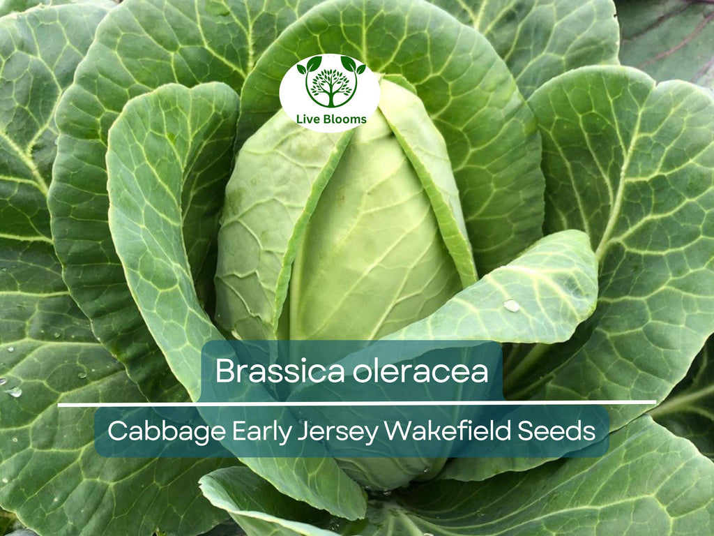 250 Seeds Cabbage Early Jersey Wakefield - Brassica oleracea | Heirloom Cabbage for Planting, Gardening & Early Crisp Harvests