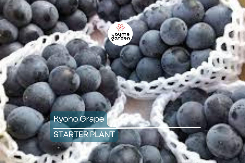 Kyoho Grape Seedling | 8” Live Starter Plant | Sweet Purple Grapes | Ready to Plant | Low Maintenance Vine for Sub-Tropical Gardens