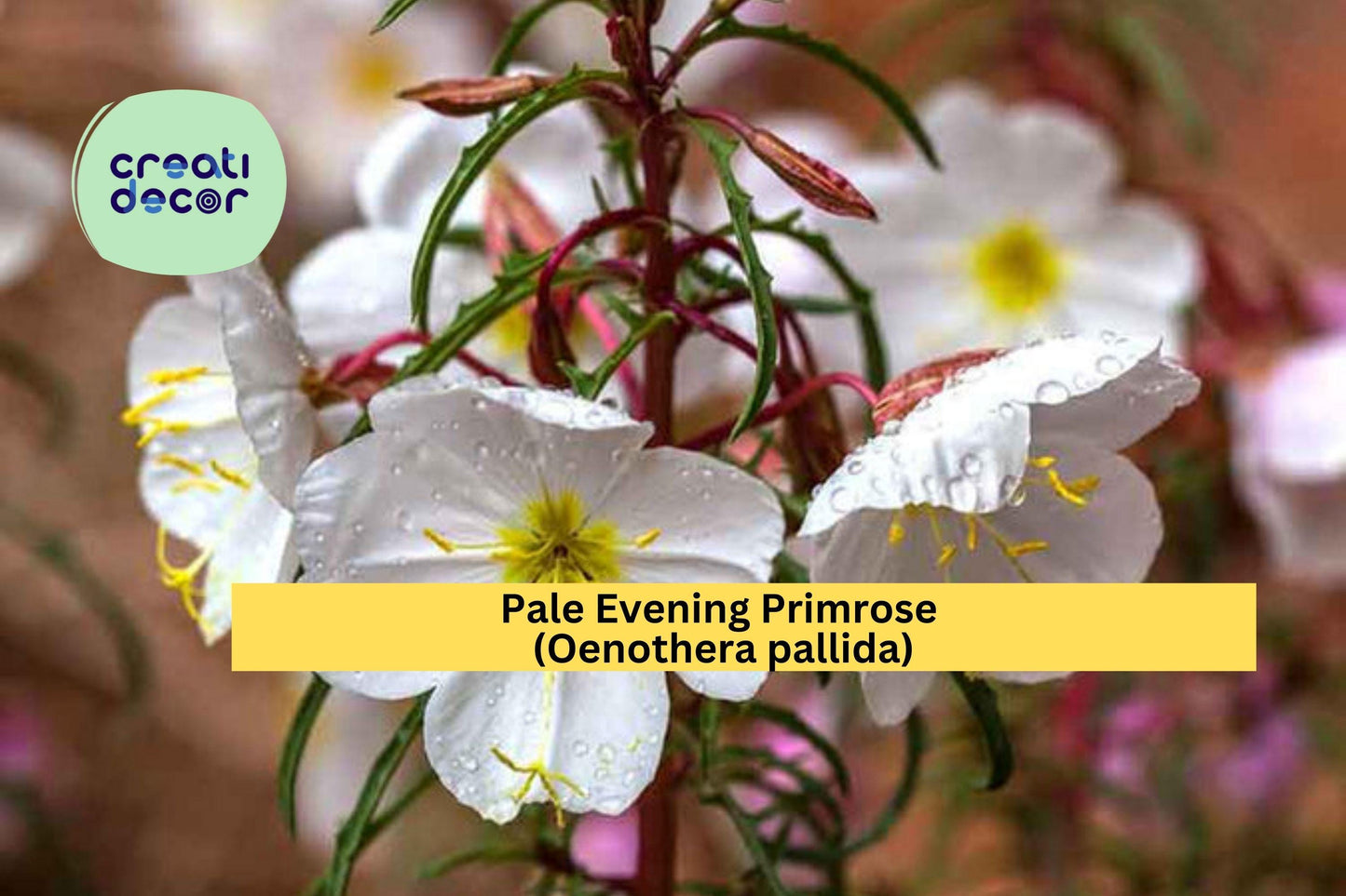 Pale Evening Primrose Seeds (Oenothera pallida) – 100 Native Wildflower Seeds | White Blooms | Drought-Tolerant | Night Bloomer
