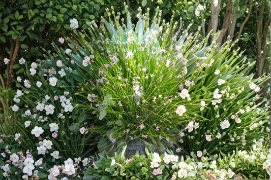 Eleocharis acicularis – Dwarf Hairgrass / Spike Rush Seeds | 100 Seeds | Aquarium Carpet Plant | Aquascaping Favorite