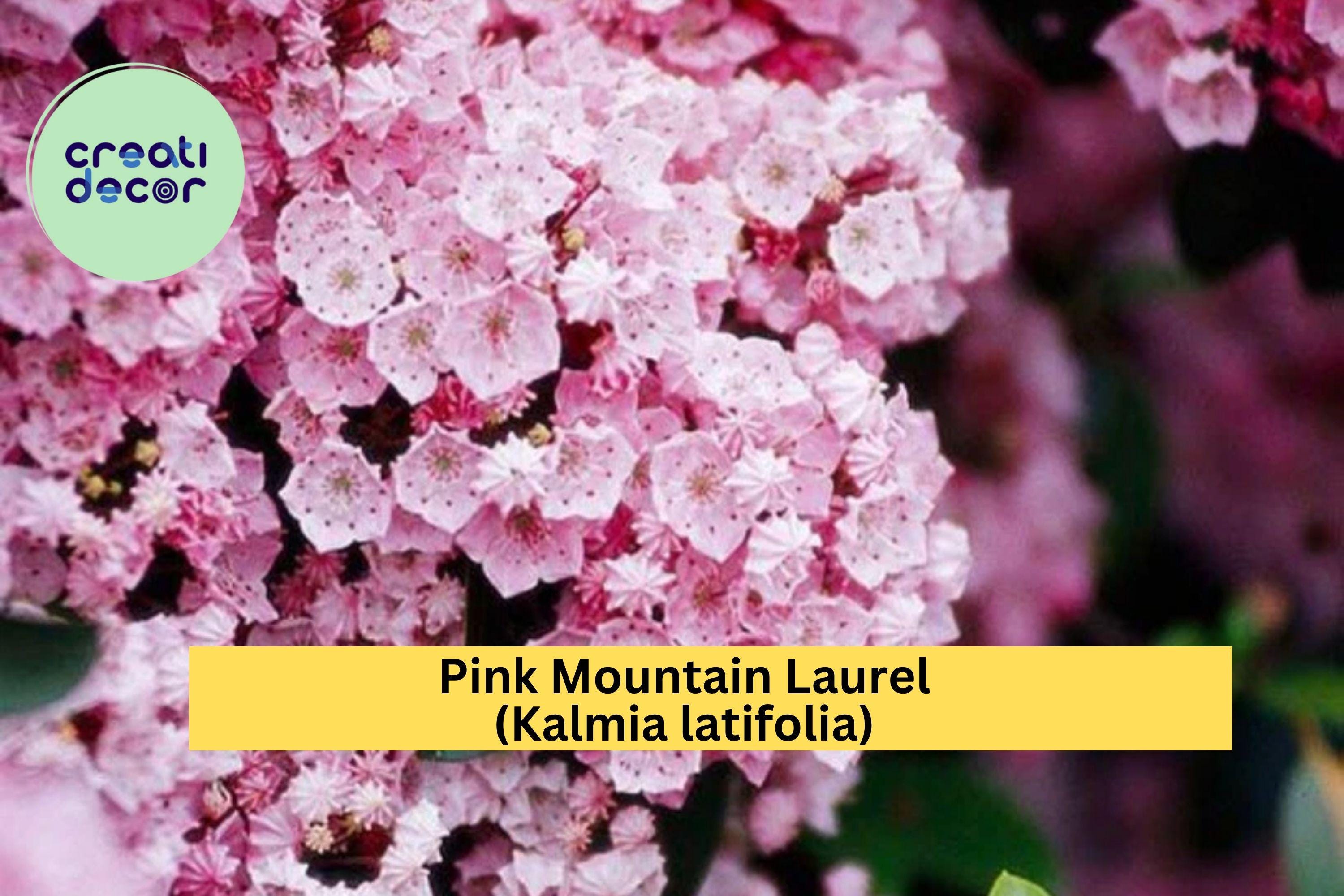 Pink Mountain Laurel Live Plant – Kalmia latifolia – 1 ft + Bare Root Starter Shrub, Hardy Evergreen Blooms for Garden or Landscape