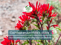 300 Seeds Castilleja angustifolia v. dubia Northwestern Indian Paintbrush – Wildflower for Planting, Red Blooms, Native to North America
