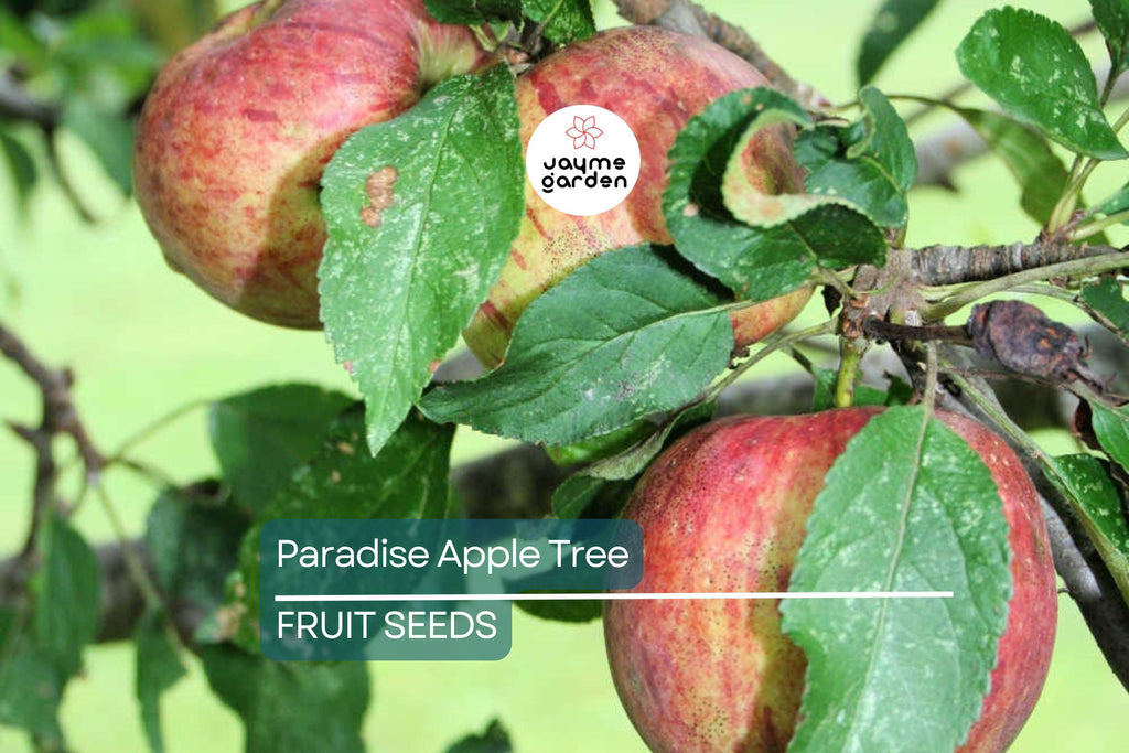 20 Paradise Apple Tree Seeds (Malus pumila) "Red Delicious" – Hardy 15-20 Ft Tall, Fruit & Flower Plant, Cold Tolerant
