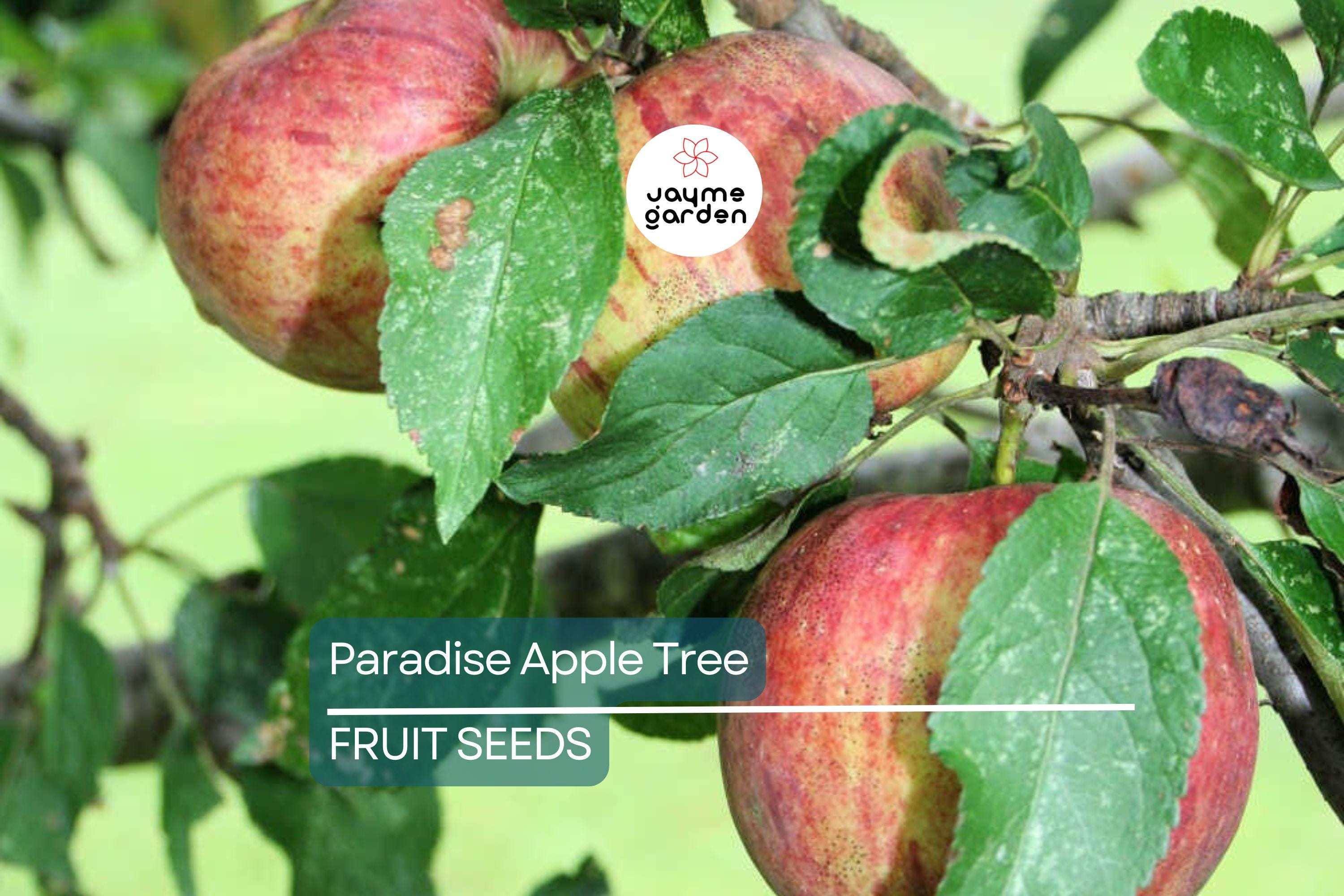 20 Paradise Apple Tree Seeds (Malus pumila) "Red Delicious" – Hardy 15-20 Ft Tall, Fruit & Flower Plant, Cold Tolerant