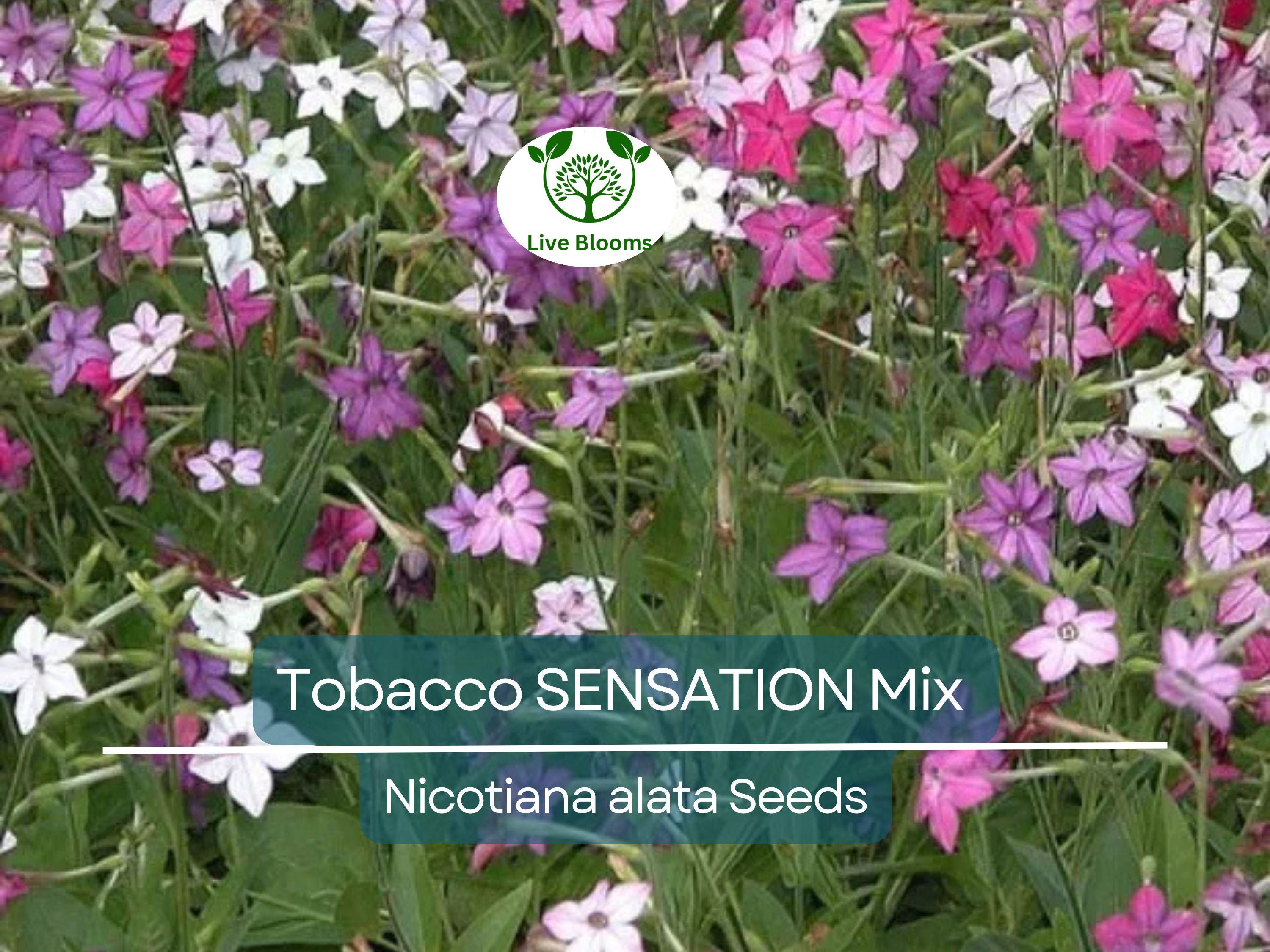 500 Seeds Tobacco SENSATION Mix (Nicotiana alata) Jasmine Fragrant Flowers Non-GMO, Aromatic Tobacco, Perfect for Gardens