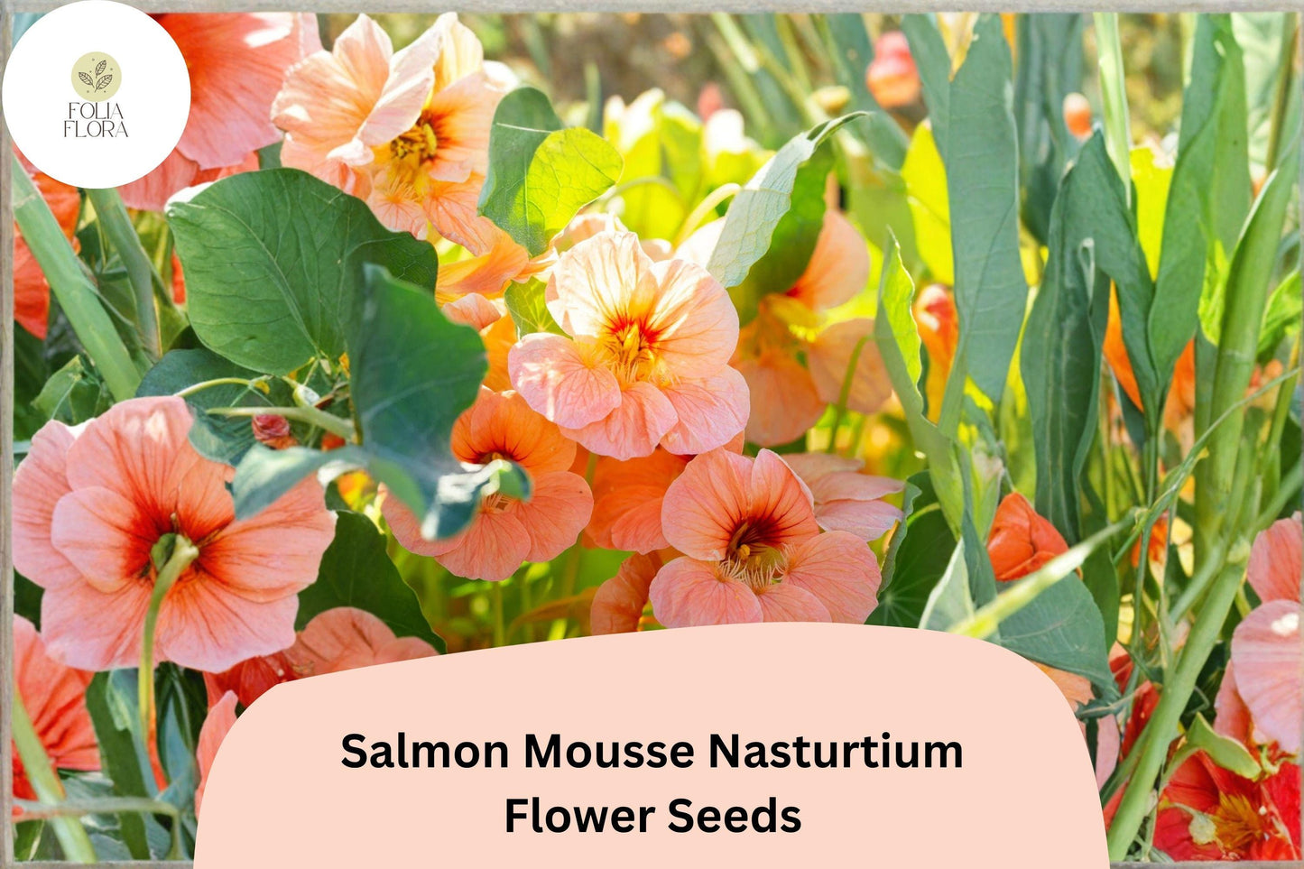 50+ Salmon Mousse Nasturtium Seeds | Tropaeolum majus | Soft Salmon-Peach Blooms | Compact Annual for Garden