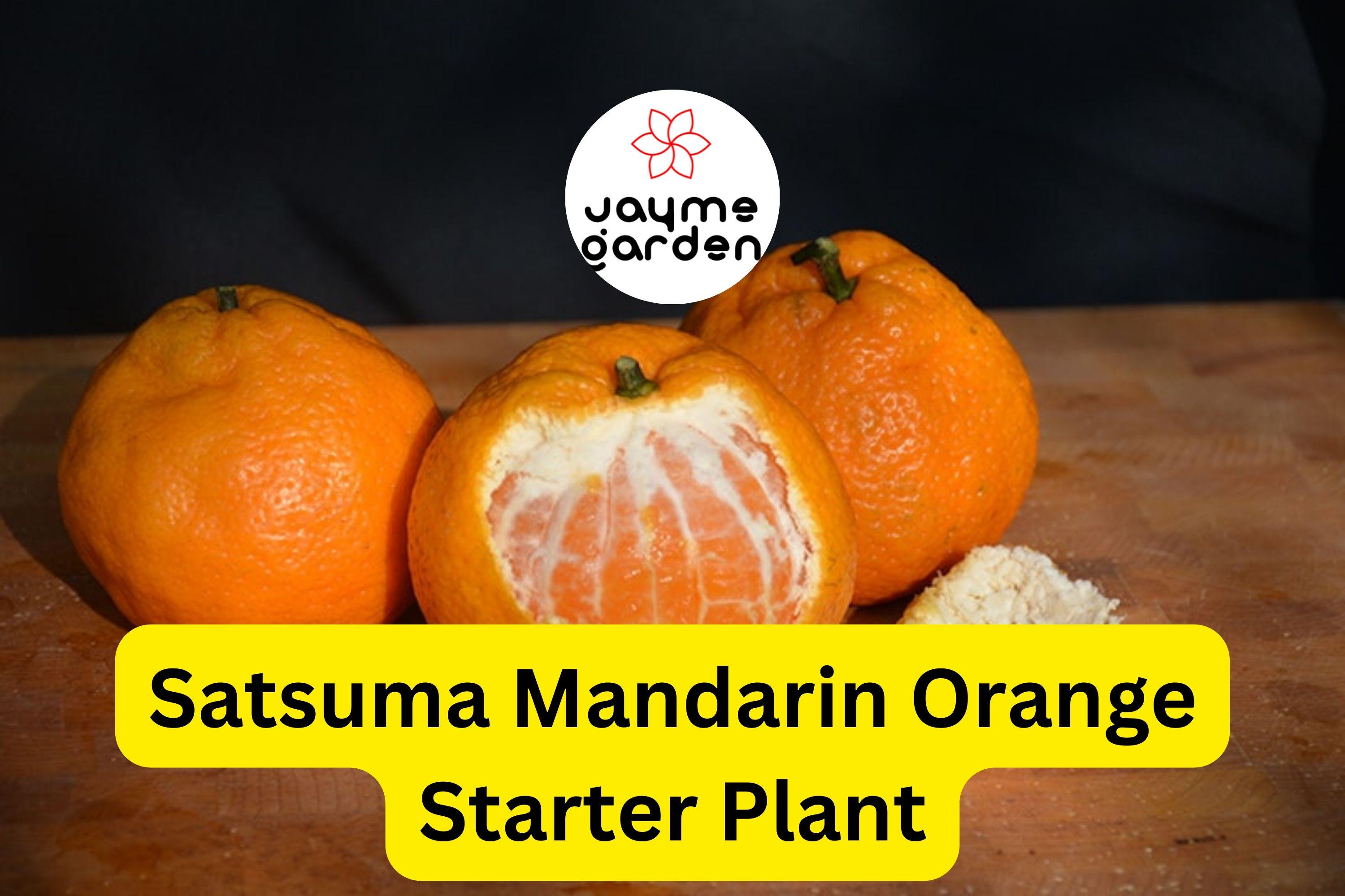 Satsuma Mandarin Orange Tree - Live Citrus Seedling, 4-10" Tall - Cold Hardy, Sweet Fruit, Fast Growing for Home Gardens & Containers