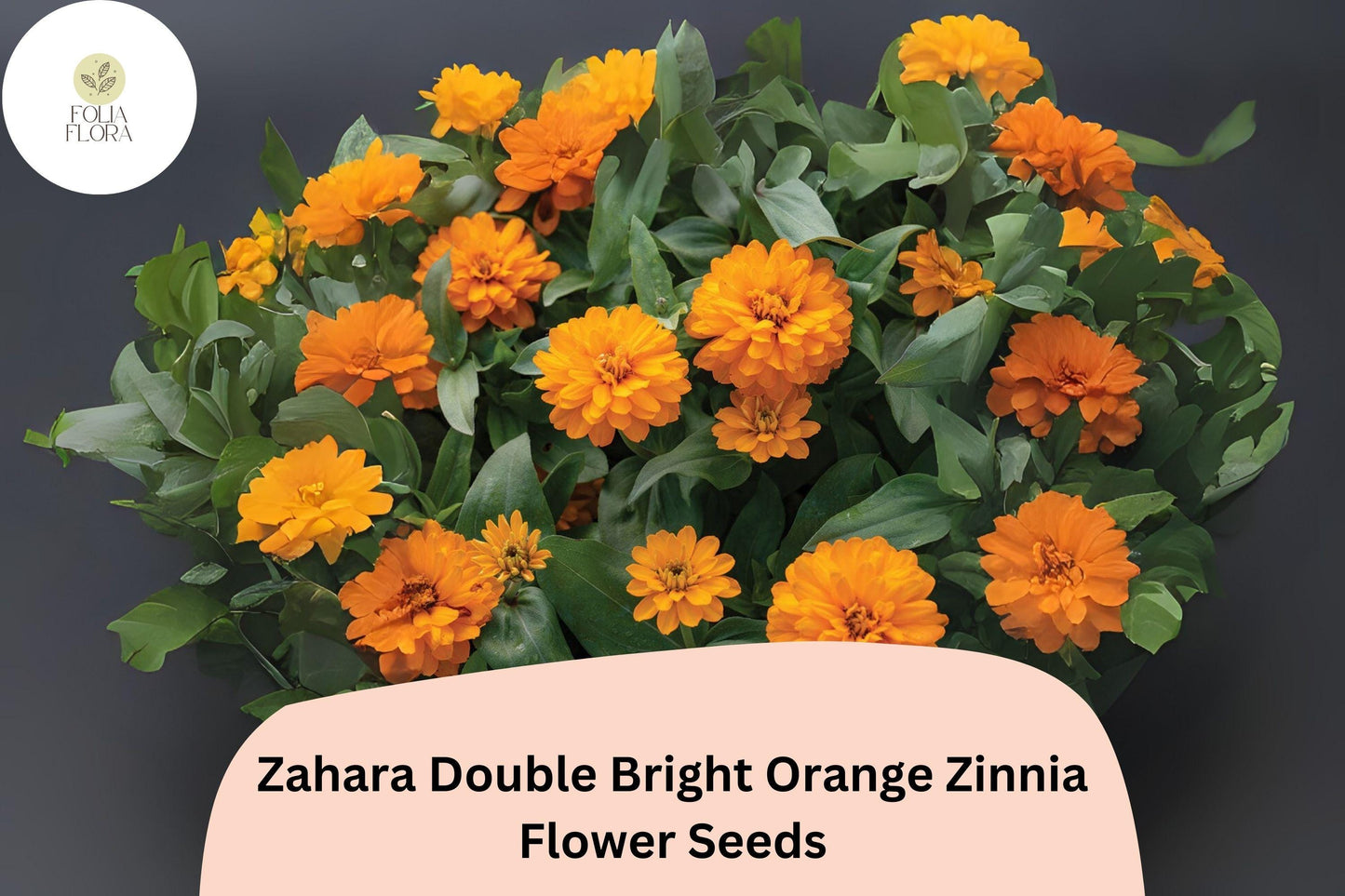 100+ Zahara Double Bright Orange Zinnia Seeds | Vibrant Annual Garden Flowers | Easy to Grow Pollinator-Friendly Blooms