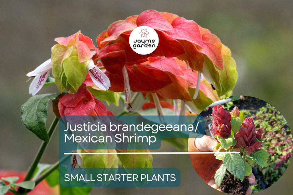 Justicia brandegeeana Mexican Shrimp Starter Plant - Red Maroon Blooms, 5-7 Inches Tall - Tropical Beauty for Gardens & Containers