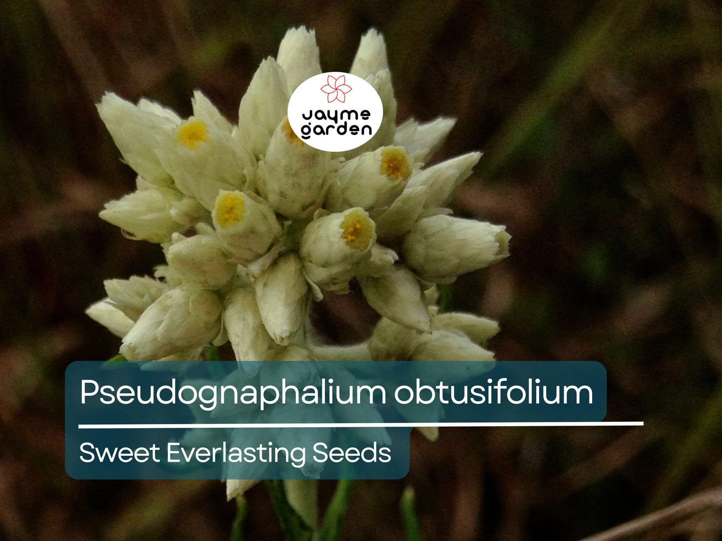 500 Seeds Pseudognaphalium Obtusifolium | Sweet Everlasting for Planting | Native Perennial Wildflower Pollinator Friendly Drought Tolerant