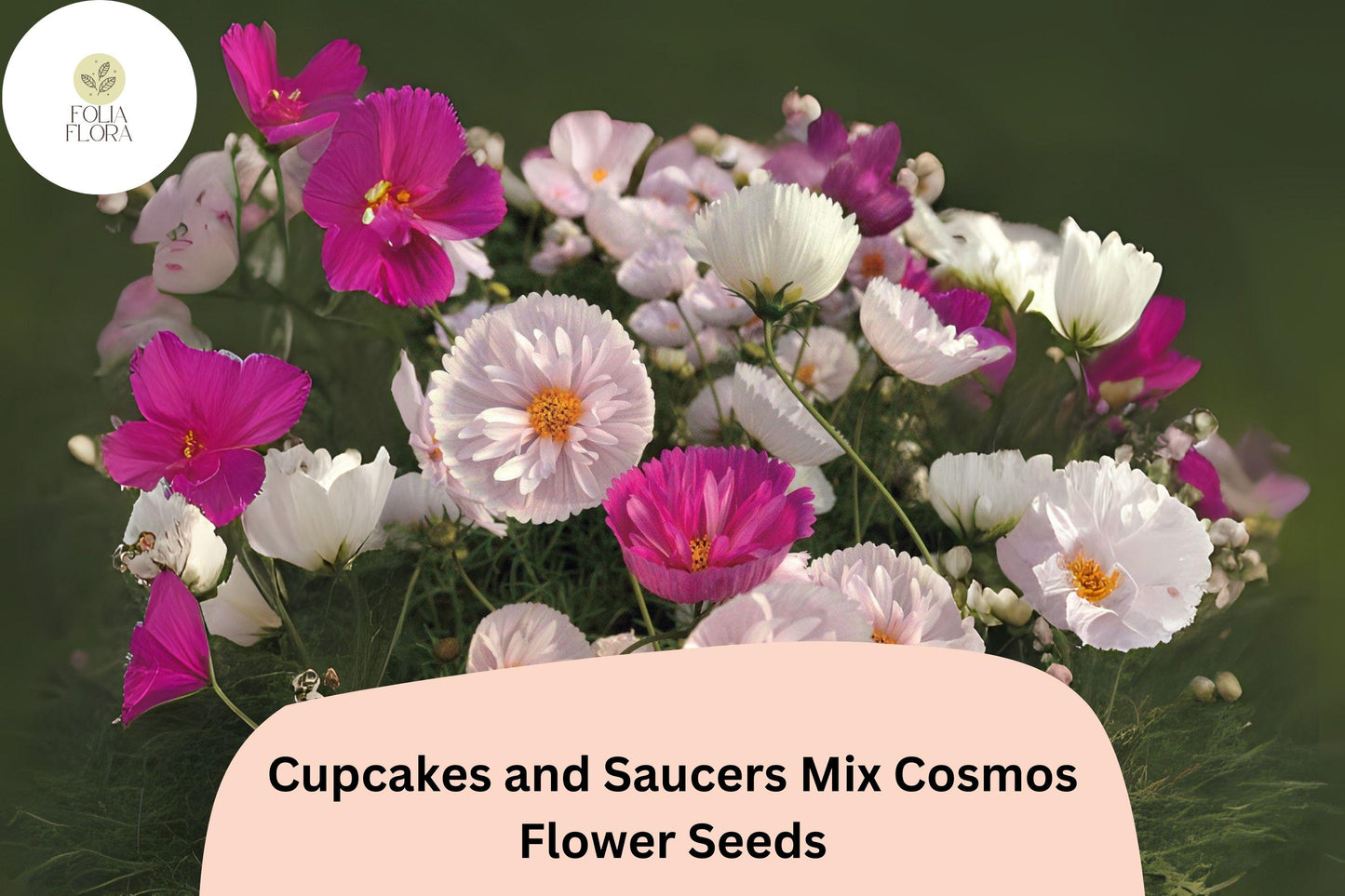 200+ Cupcakes & Saucers Cosmos Seeds | Cosmos Bipinnatus Mixed Colors Annual Flower Garden Seeds