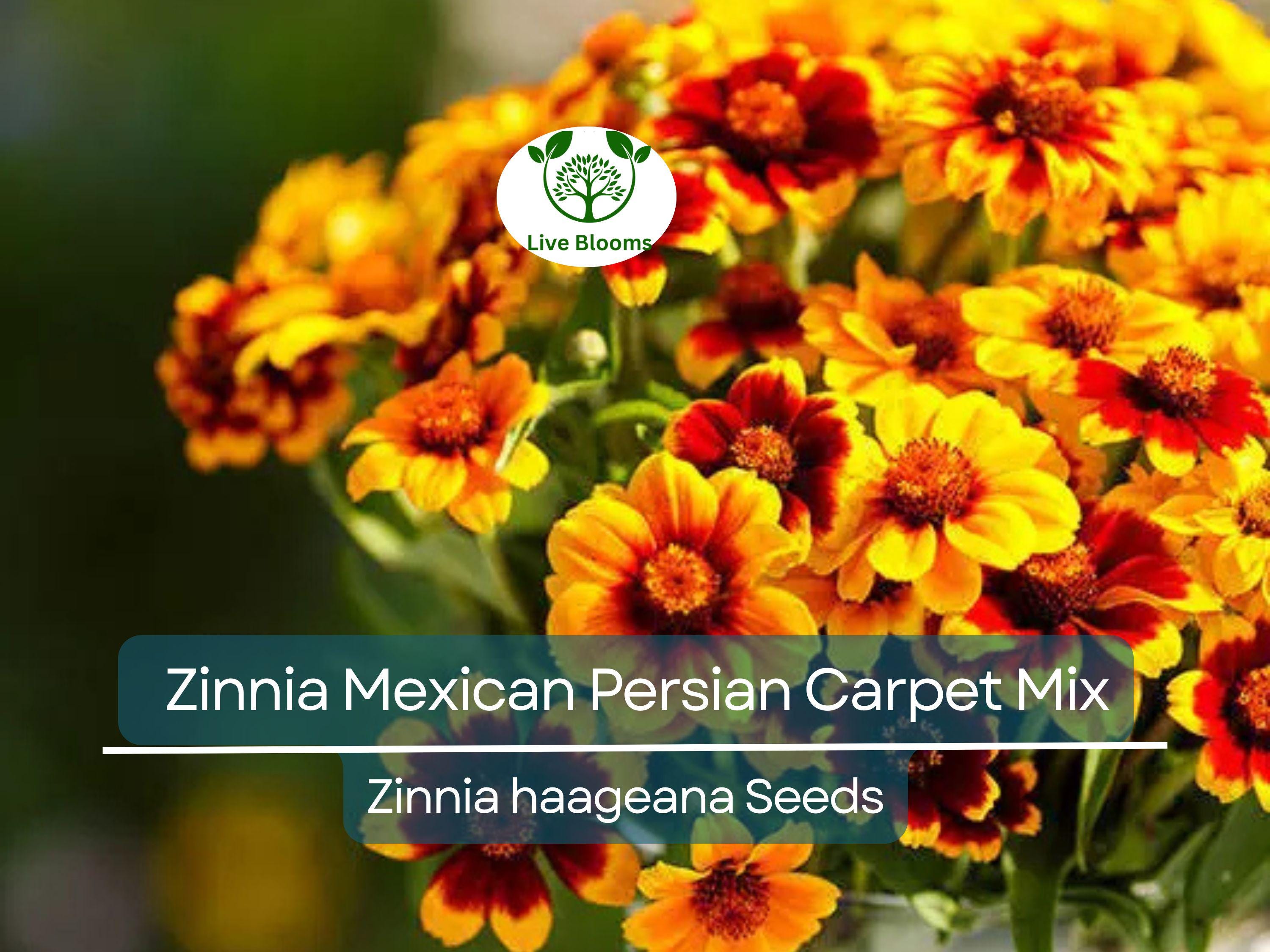 500 Seeds Zinnia Mexican Persian Carpet Mix, Dwarf Flower, Non-GMO, Vibrant Colors, Pollinator-Friendly, Easy to Grow, Perfect for Gardens