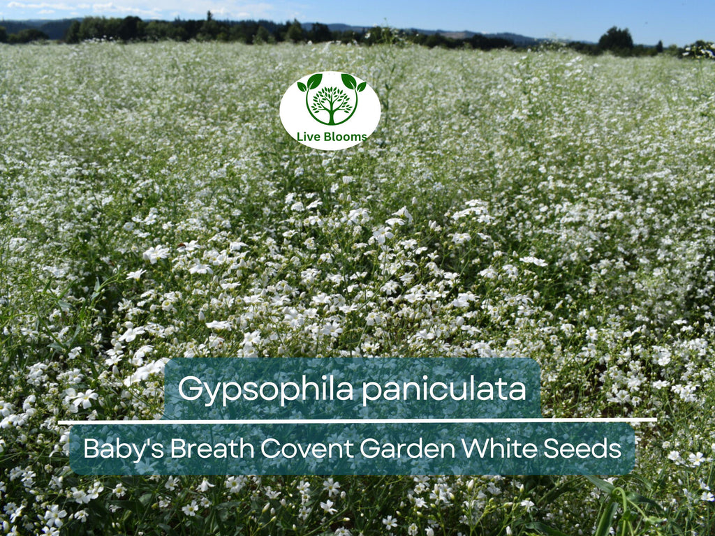 100 Seeds Baby's Breath Covent Garden White (Gypsophila paniculata) - White Flowers for Planting, Wedding, Perennial, Drought Tolerant
