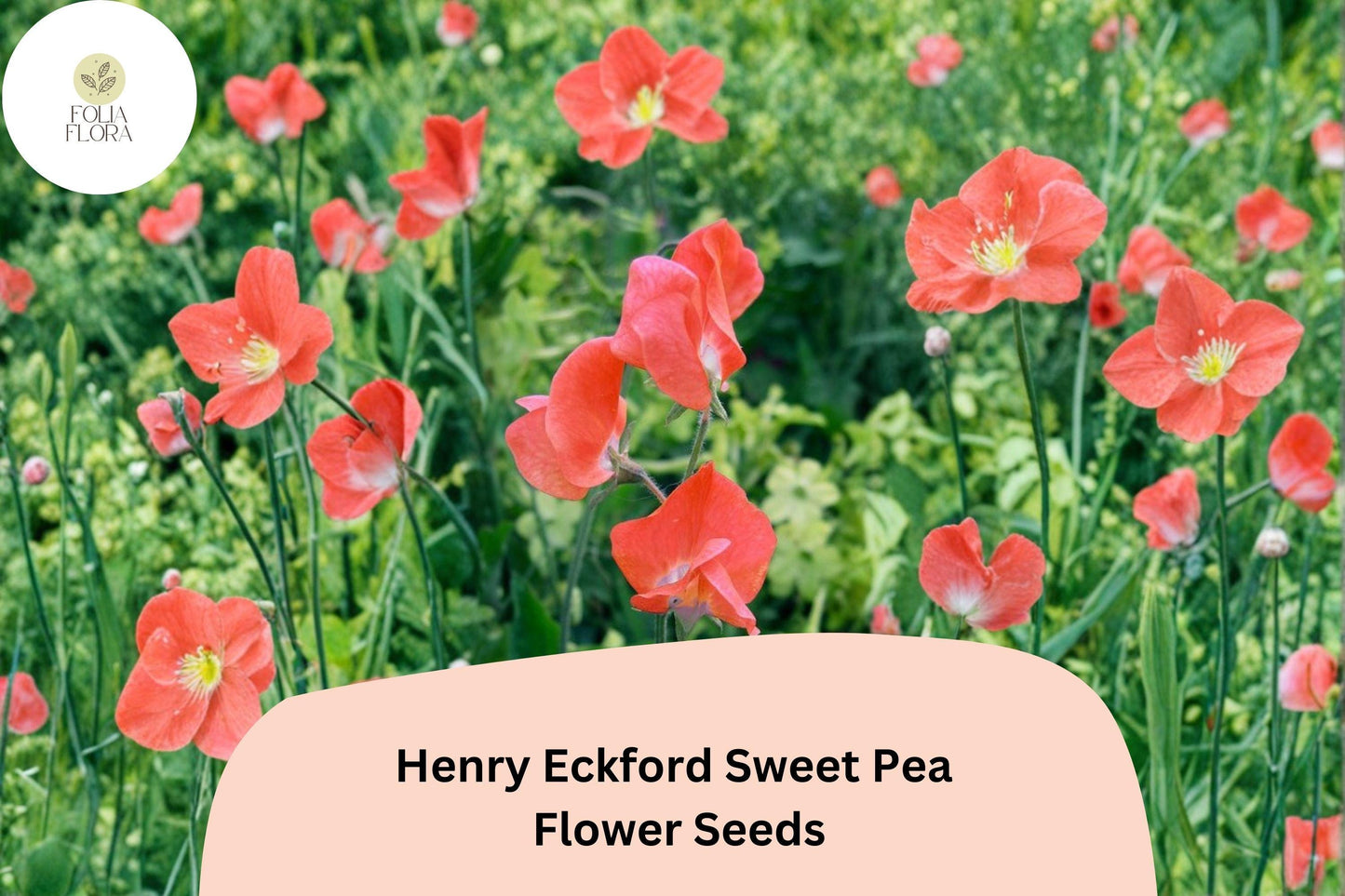 50+ Henry Eckford Sweet Pea Seeds | Fragrant Orange Salmon Flower for Garden Trellis & Cut Flowers
