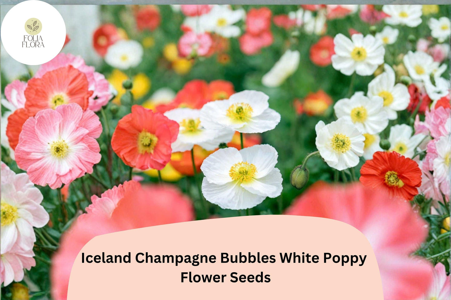 200+ Iceland Champagne Bubbles White Poppy Seeds for Garden – Elegant Blooms, Easy to Grow Perennial Flowers