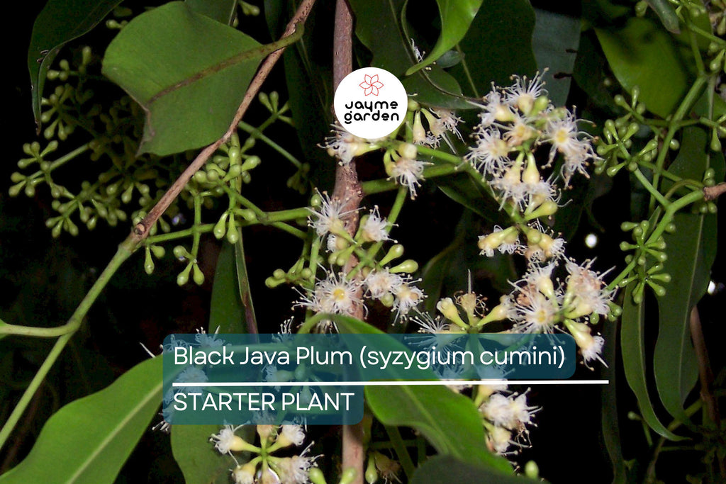 Black Java Plum (Syzygium cumini) – 12” Live Fruit Tree, Indian Jamun Plant
