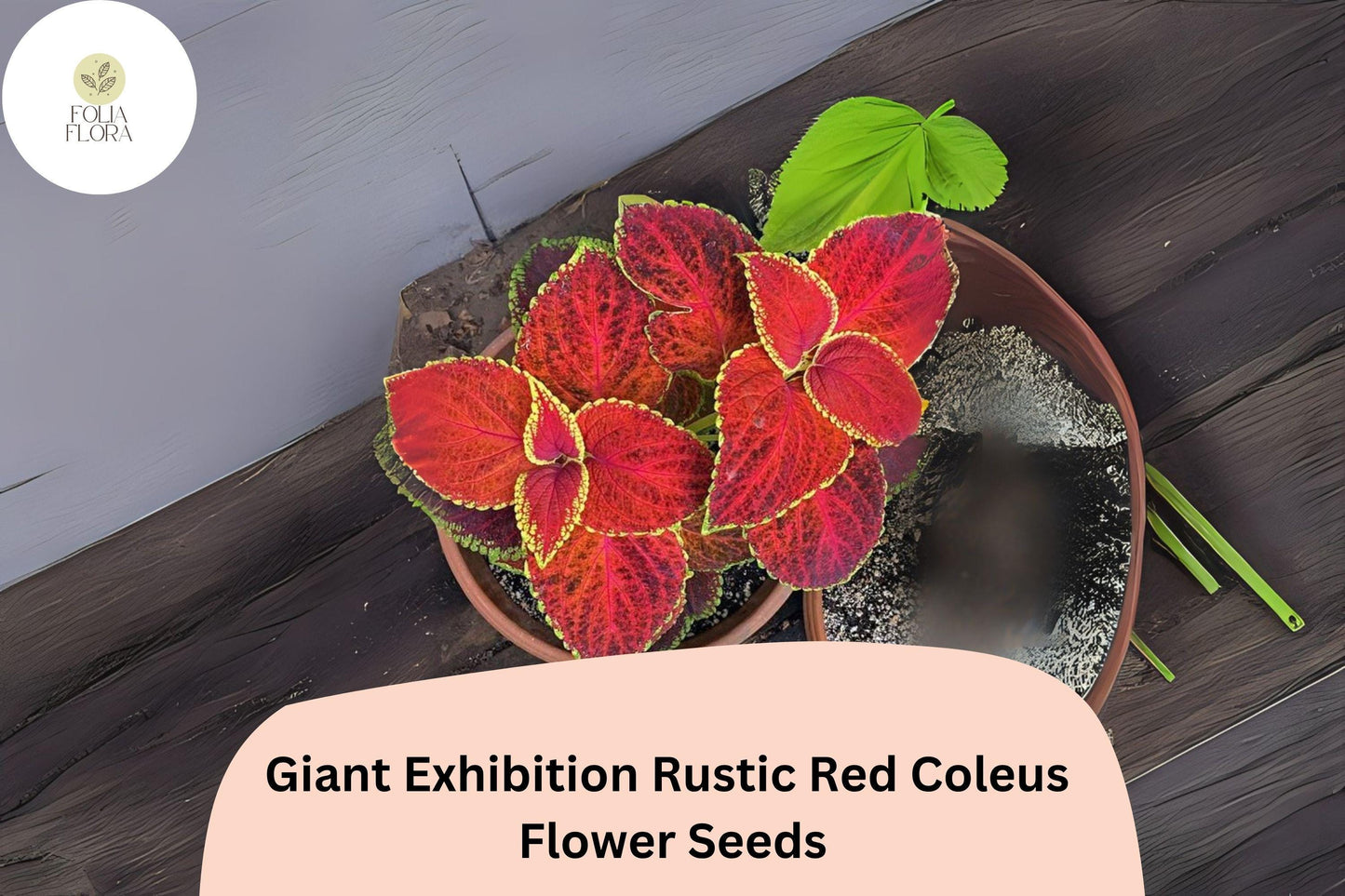 25+ Giant Exhibition Rustic Red Coleus Seeds | Large Shade Plant | Deep Red Foliage Annual | Garden Bedding Seeds