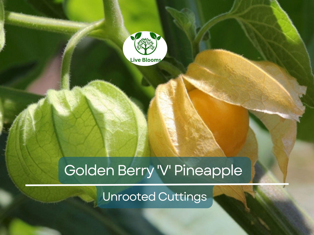 6 Golden Berry 'V' Pineapple Fresh Cuttings for Rooting, Physalis peruviana, Tropical Fruit Plant, Easy to Grow, Delicious Berries