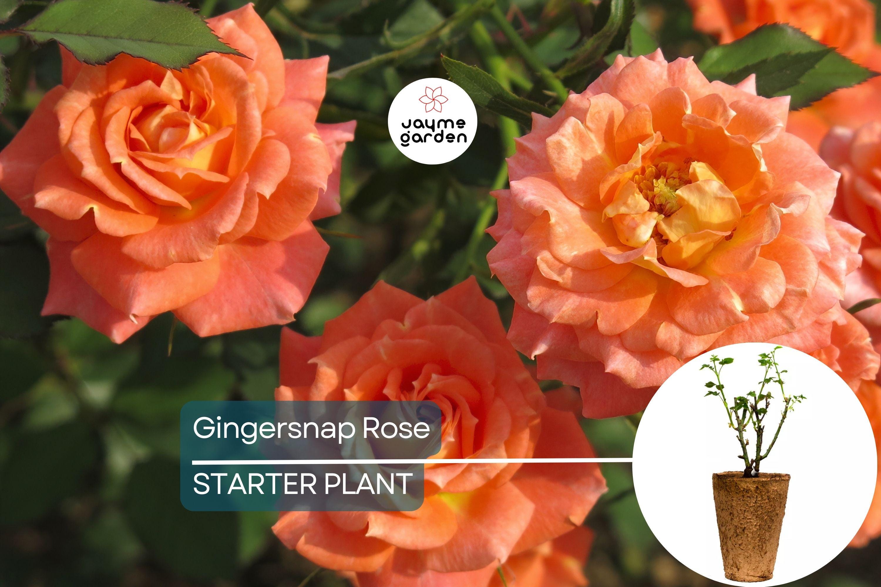 Gingersnap Rose Plant – 1.5 Gal Potted | Bright Orange Reblooming Floribunda | Fragrant & Pesticide-Free | Zones 5-10
