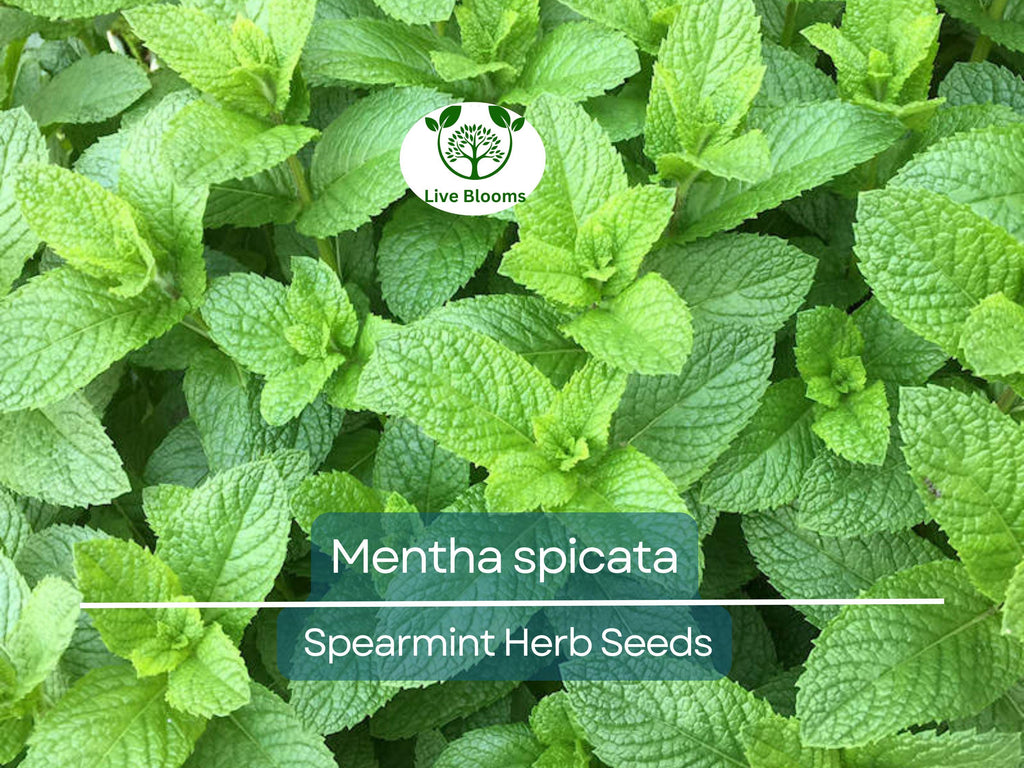 30 mg Seeds Spearmint Herb – Mentha spicata | Fresh Mint for Planting, Culinary, Tea Uses