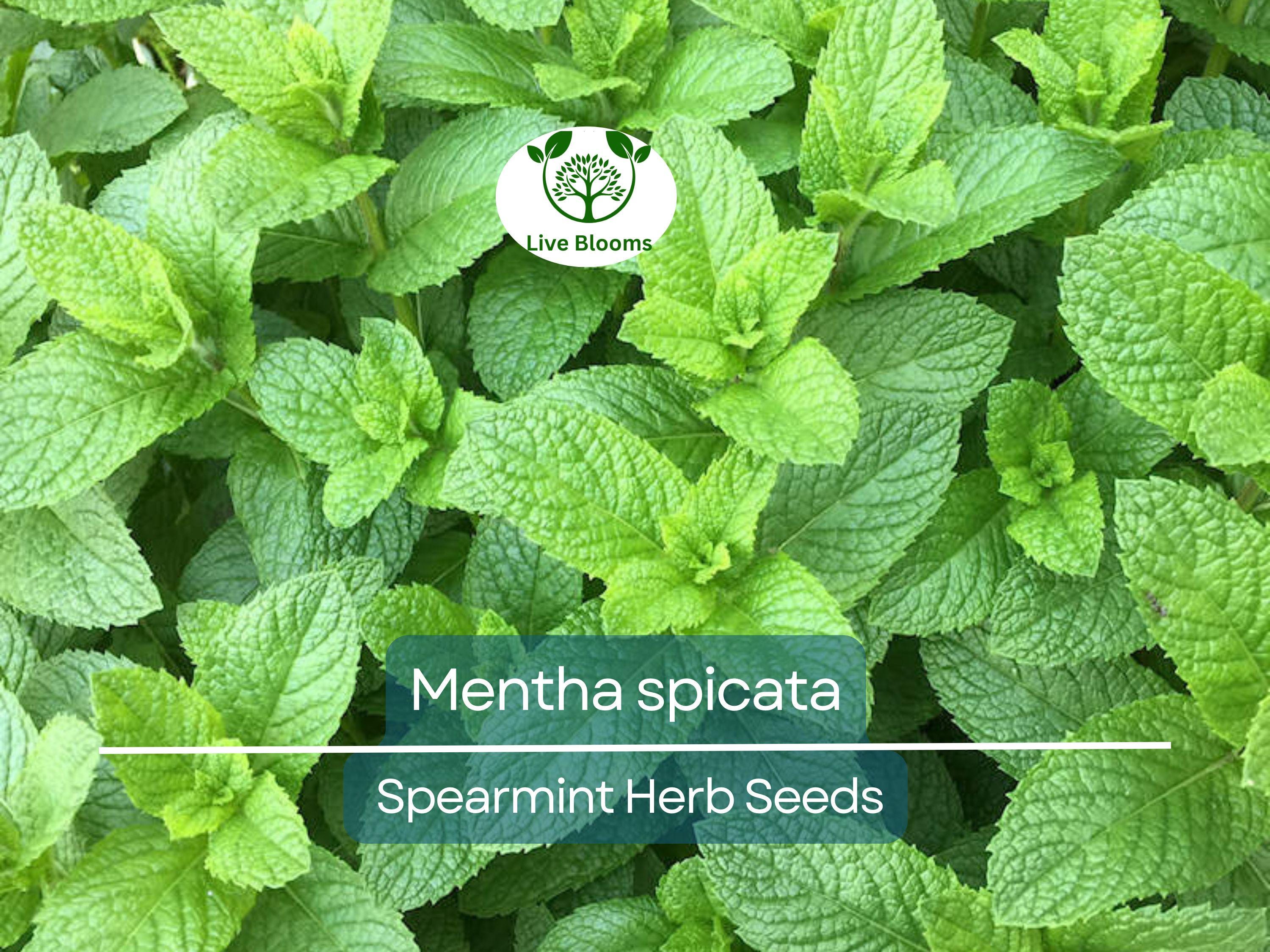 30 mg Seeds Spearmint Herb – Mentha spicata | Fresh Mint for Planting, Culinary, Tea Uses