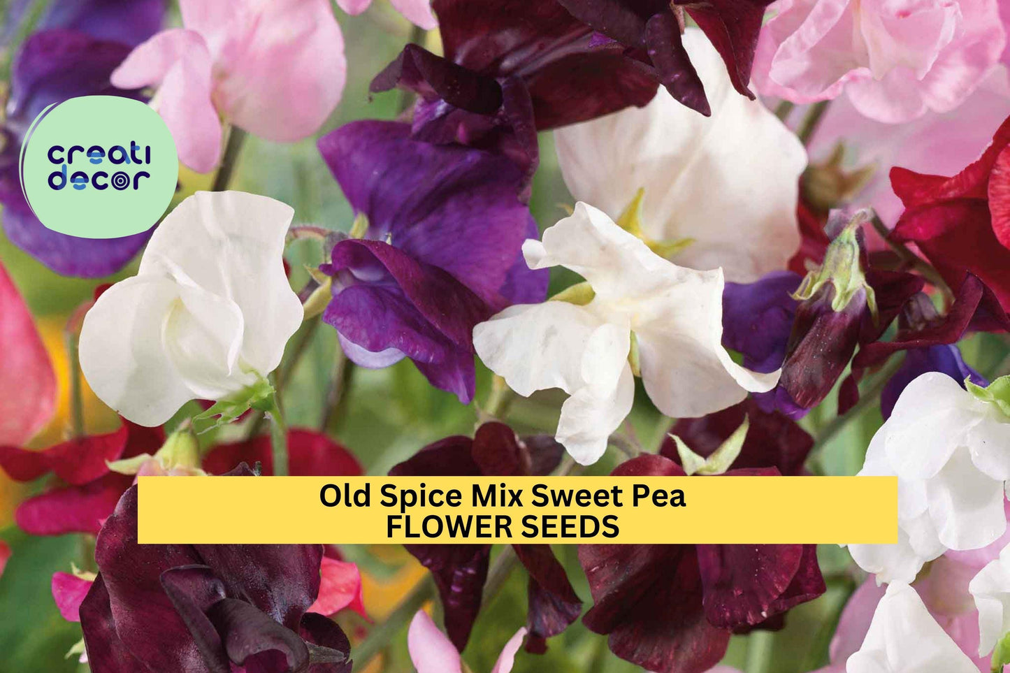 50+ Old Spice Mix Sweet Pea Seeds – Fragrant Heirloom Blooms for Garden Planting, Climbing Vines for Trellises & Bouquets – USA