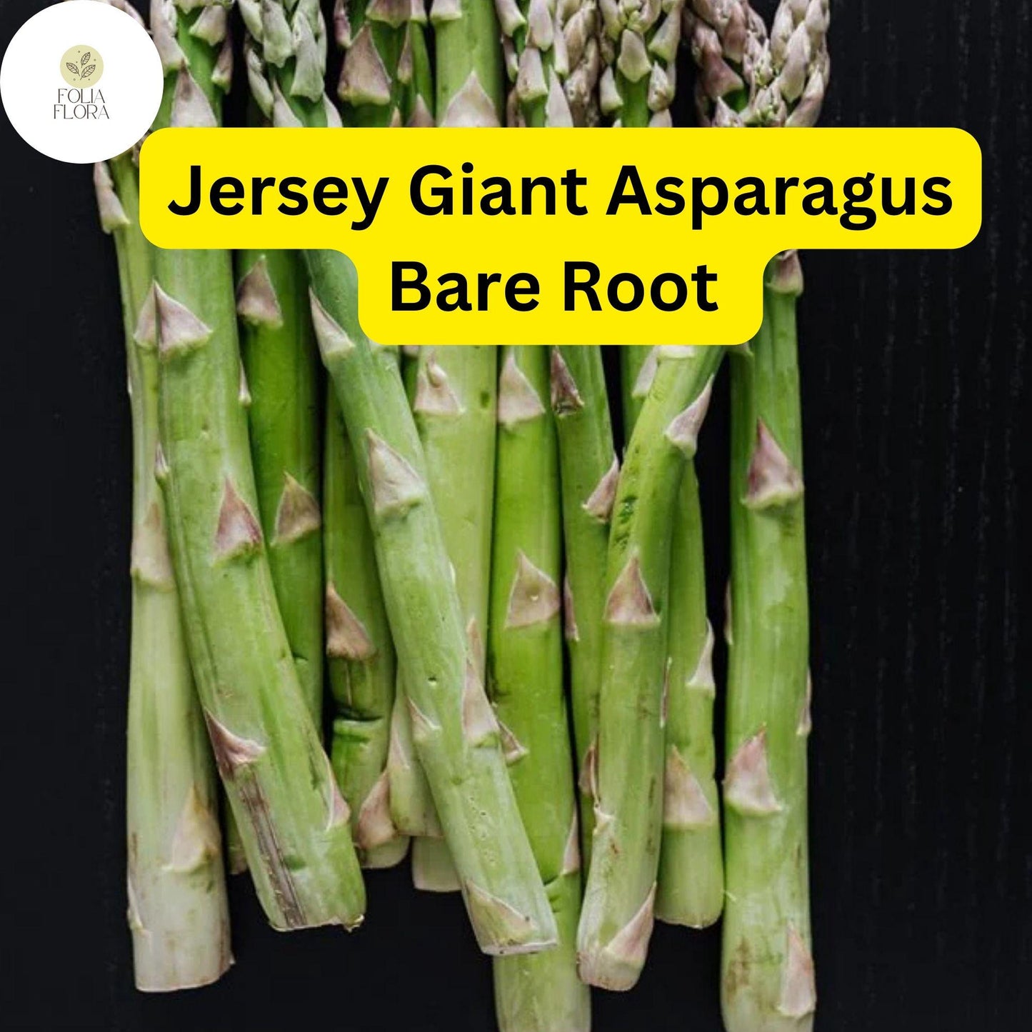 10 Bare Root Plants Green Jersey Giant Live Asparagus, 2-Year Crowns, Asparagus officinalis, High-Yield, Perennial Garden Starter