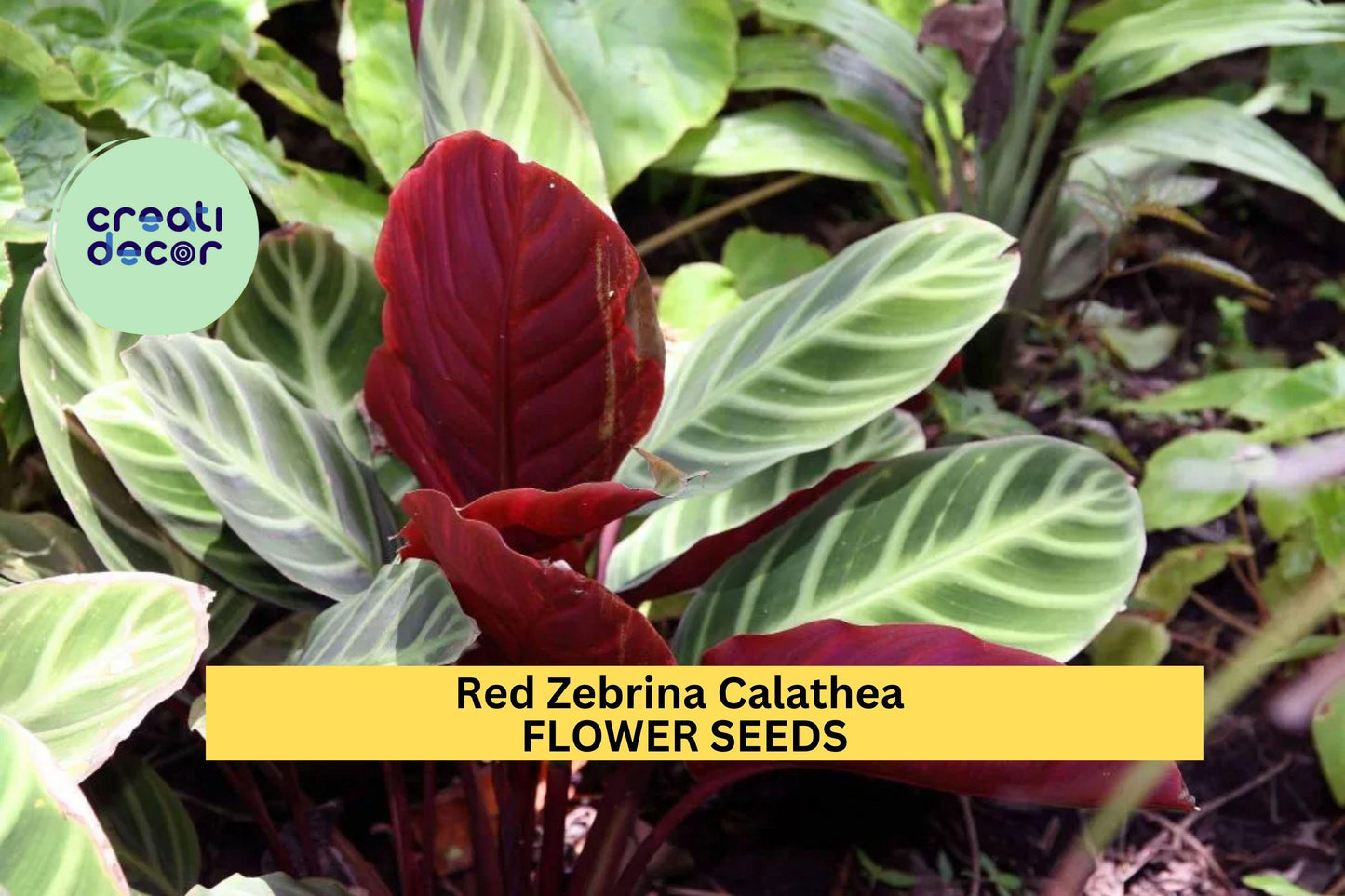 25+ Red Zebrina Calathea Seeds – Striking Foliage Plant for Garden or Indoor Growing, Tropical Leaves with Red-Purple Underside – USA