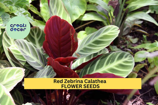 25+ Red Zebrina Calathea Seeds – Striking Foliage Plant for Garden or Indoor Growing, Tropical Leaves with Red-Purple Underside – USA