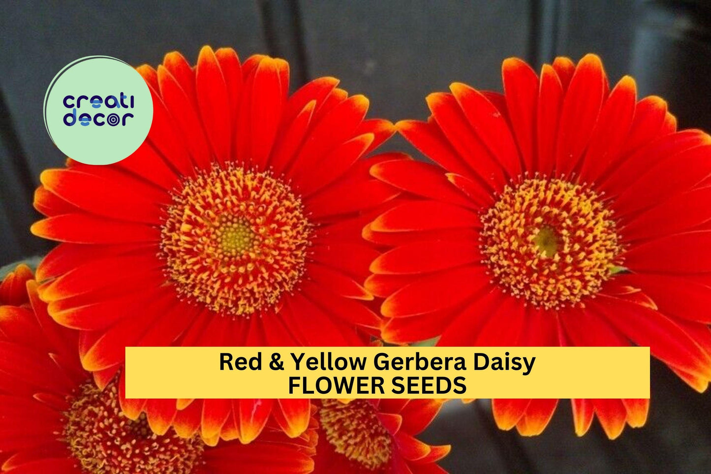 200+ Red & Yellow Gerbera Daisy Seeds – Bold Bi-Color Blooms for Garden Planting, Long-Stemmed Flowers for Beds Bouquets – USA