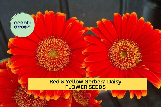 200+ Red & Yellow Gerbera Daisy Seeds – Bold Bi-Color Blooms for Garden Planting, Long-Stemmed Flowers for Beds Bouquets – USA
