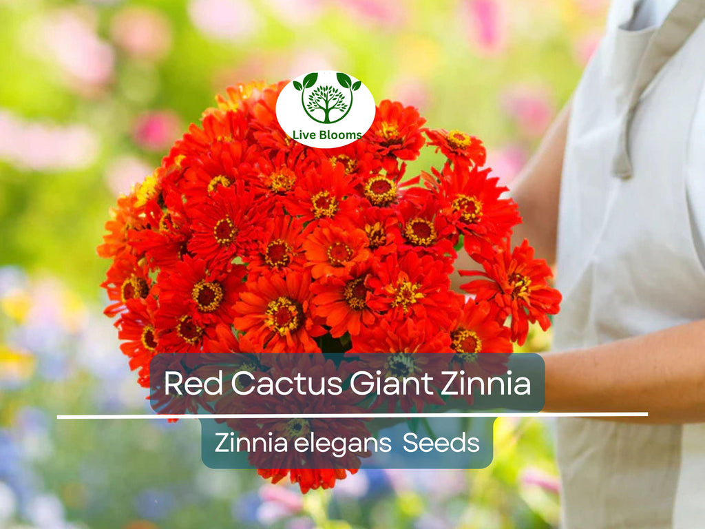 100 Seeds Zinnia Elegans Red Cactus Giant, Huge 4-5" Blooms, Cut Flowers, Non-GMO, Vibrant Garden Blooms