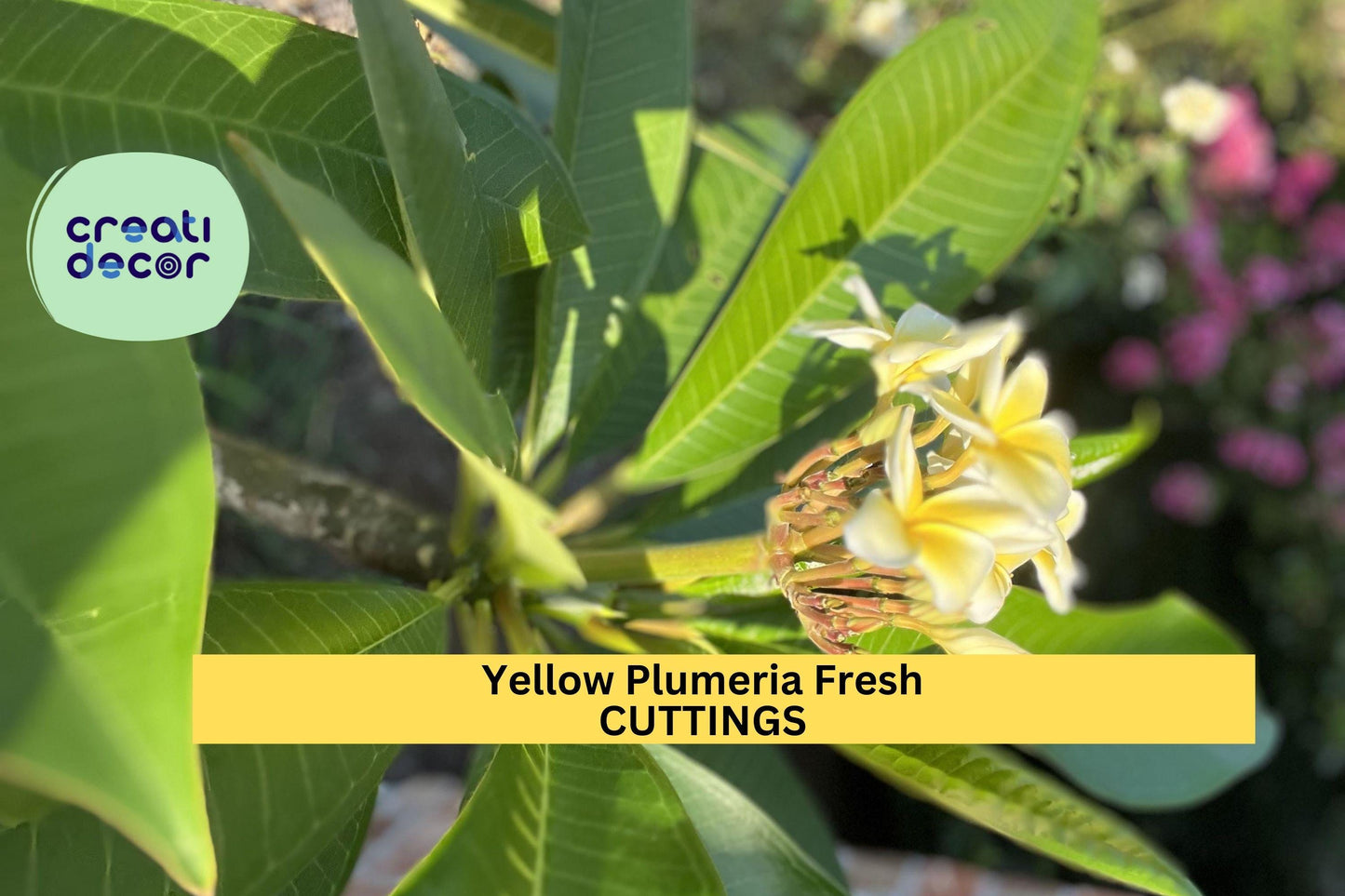 1 Yellow Plumeria Cutting – 10" Fresh Starter Stem with Double Head | Frangipani Tropical Flower for Planting in Pots or Warm Gardens