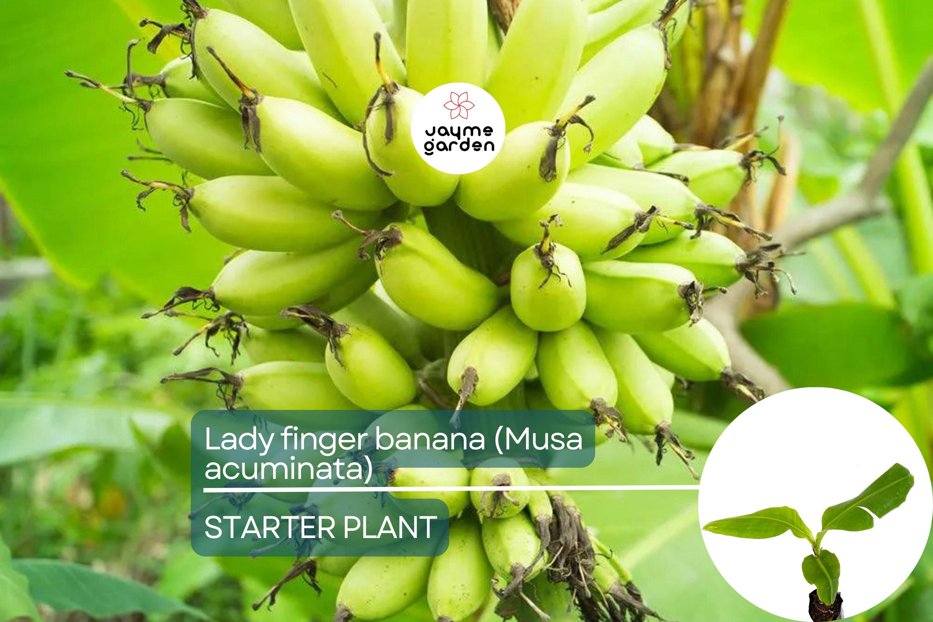 Lady Finger Banana Tree - Live Seedling 2’-3’ Tall | Sweet & Creamy Fruit | Tropical Beauty | Easy Care and Fast Growing
