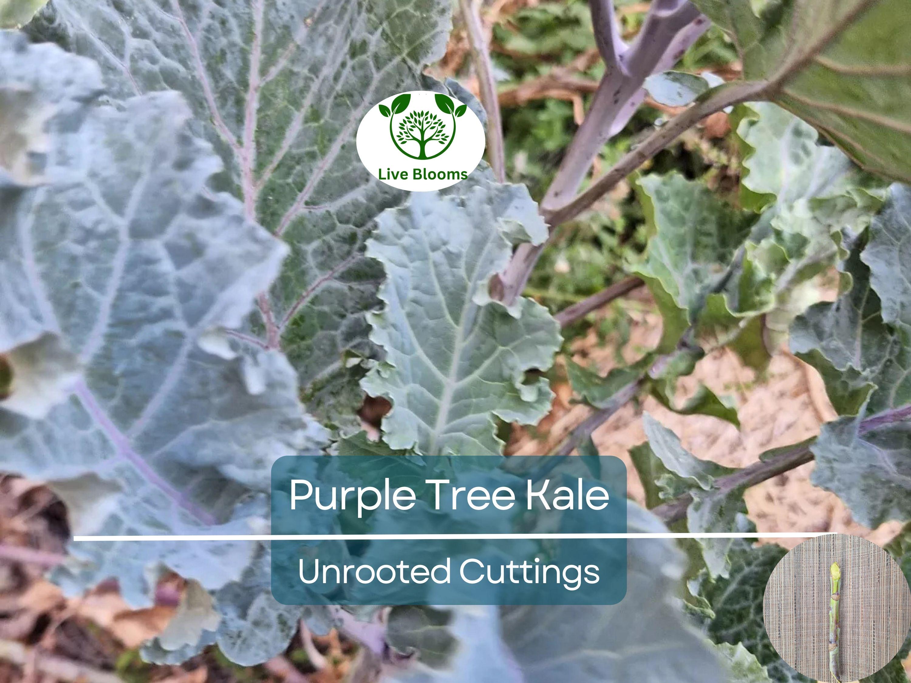 2 Unrooted Perennial Purple Tree Kale Cuttings (5-7") - Brassica oleracea, Purple Tree Collard, Edible Perennial, Rare Garden Cutting