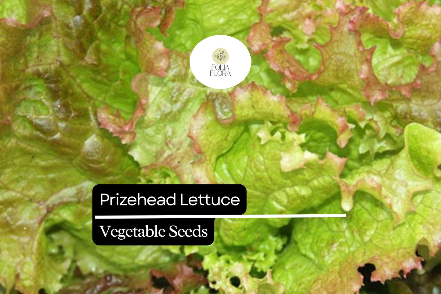 1000 Prizehead Lettuce Seeds – Lactuca sativa – Heirloom, Sweet & Crisp, Heat-Tolerant, Non-GMO