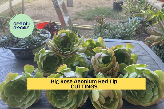 10 Rose Aeonium Cuttings – 6–8” Wide Rosettes with Red Tips | Large Unrooted Succulent Clippings for Pots, Rock Gardens, or Landscapes