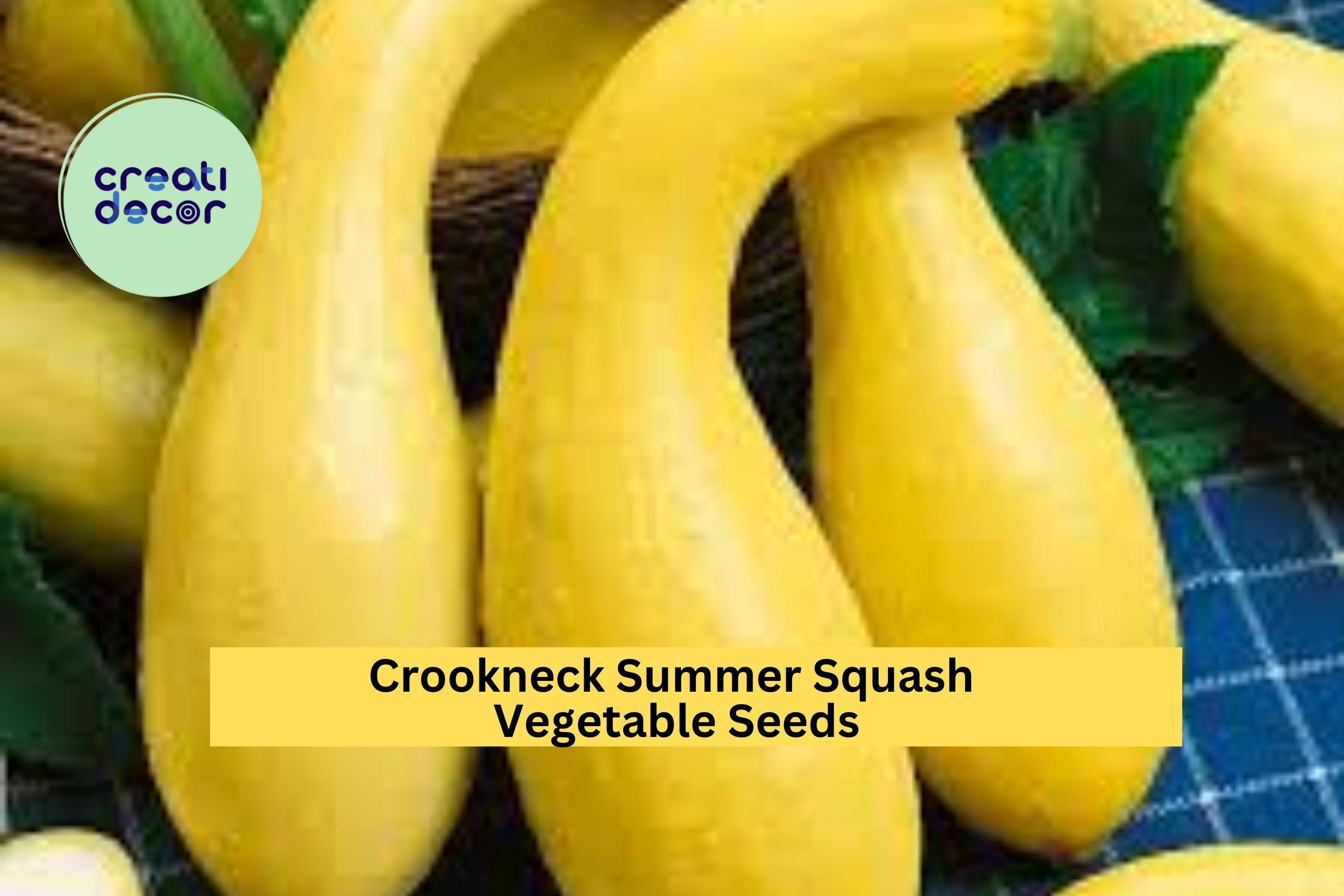 3pcs of 10 Early Crookneck Squash Seeds – Classic Yellow Summer Squash for High Yields, Easy Garden Planting ,Seeds for Planting