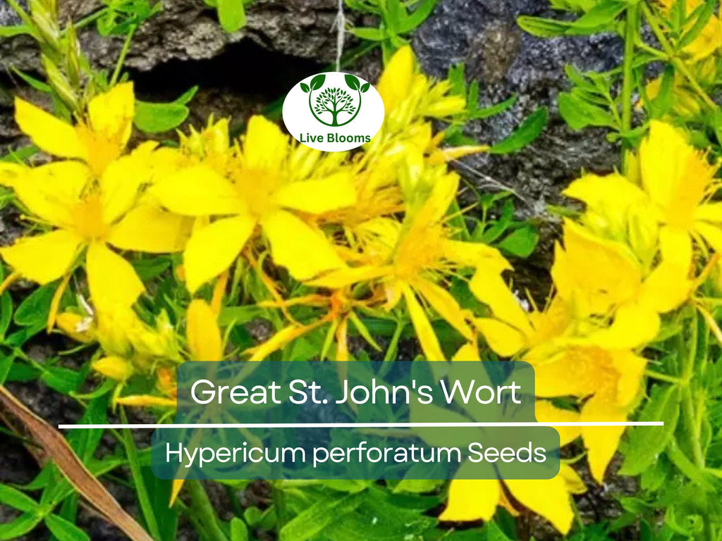 200 Seeds Great St. John's Wort, Hypericum Perforatum, Yellow Herb Perennial, Non-GMO Herb, Easy-Grow for Gardens
