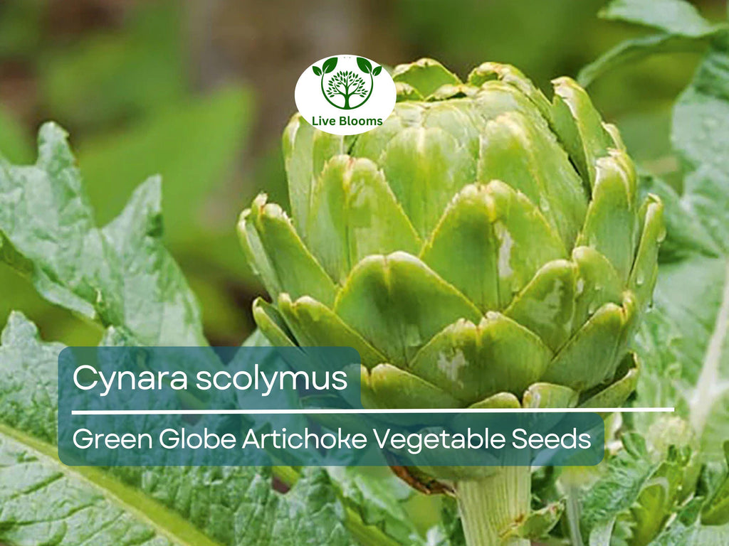 10 Green Globe Artichoke Seeds - Cynara scolymus | Heirloom Artichoke for Planting, Gardening & Culinary Use | Large, Tender Buds