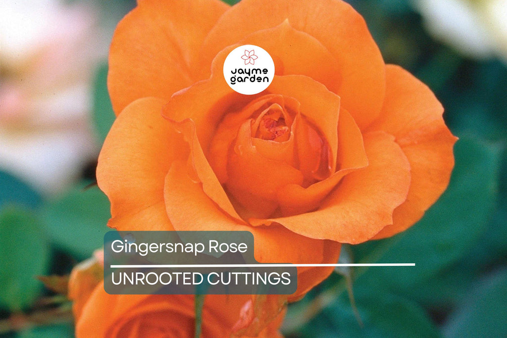 Gingersnap Rose 1.5 Gal Potted - Bright Orange Reblooming Floribunda with Light Fragrance